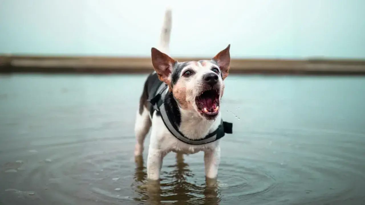 Pies w kamizelce ratunkowej stoi w wodzie i głośno szczeka, jakby pytał: "dlaczego pies szczeka?".