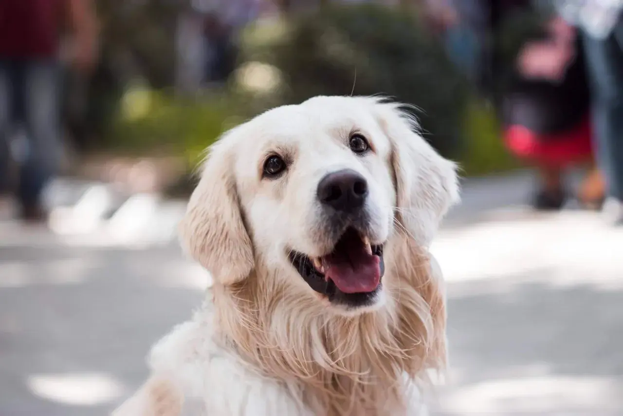 Uśmiechnięty golden retriever z otwartym pyskiem, jakby zastanawiał się, dlaczego pies boi się wszystkiego.