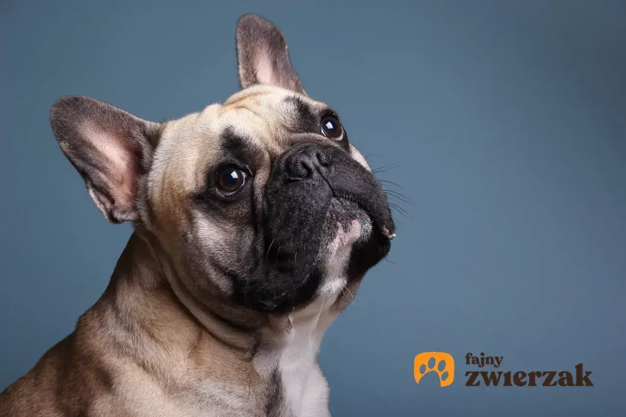 Uroczy buldog francuski z zaciekawieniem spogląda w górę. Jego waga jest idealna, by być przytulnym towarzyszem.