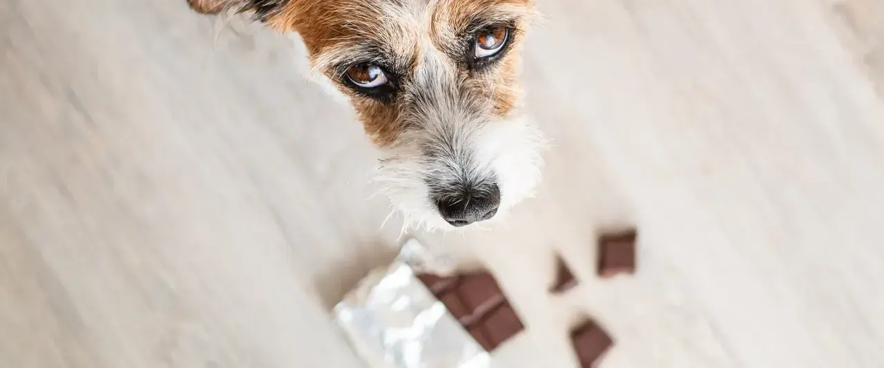 Pies patrzy na czekoladę. Czy pies może jeść białą czekoladę? Nie, to niebezpieczne dla jego zdrowia.