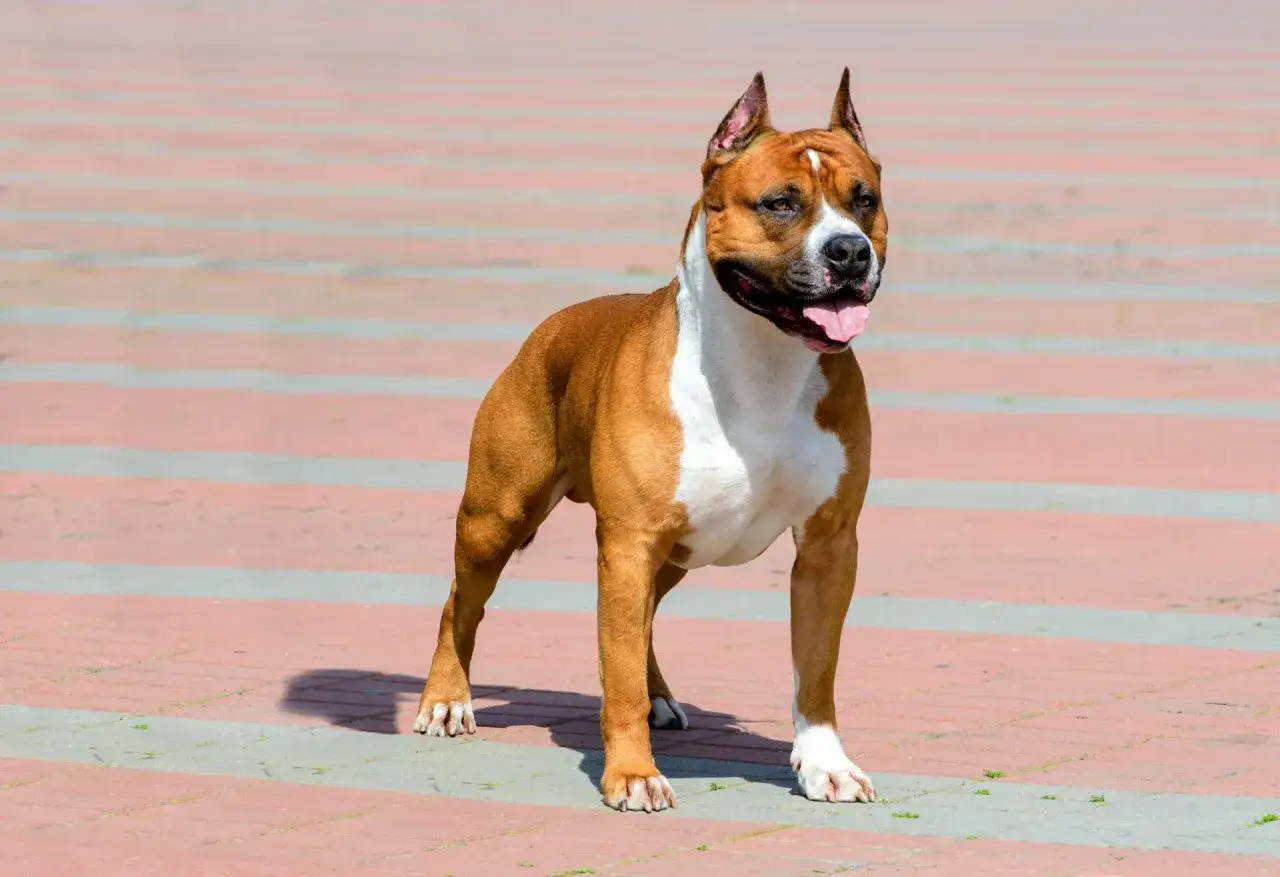 Amstaff na tle chodnika. Czy amstaff jest na liście psów agresywnych? Ten pies wygląda na przyjaznego.