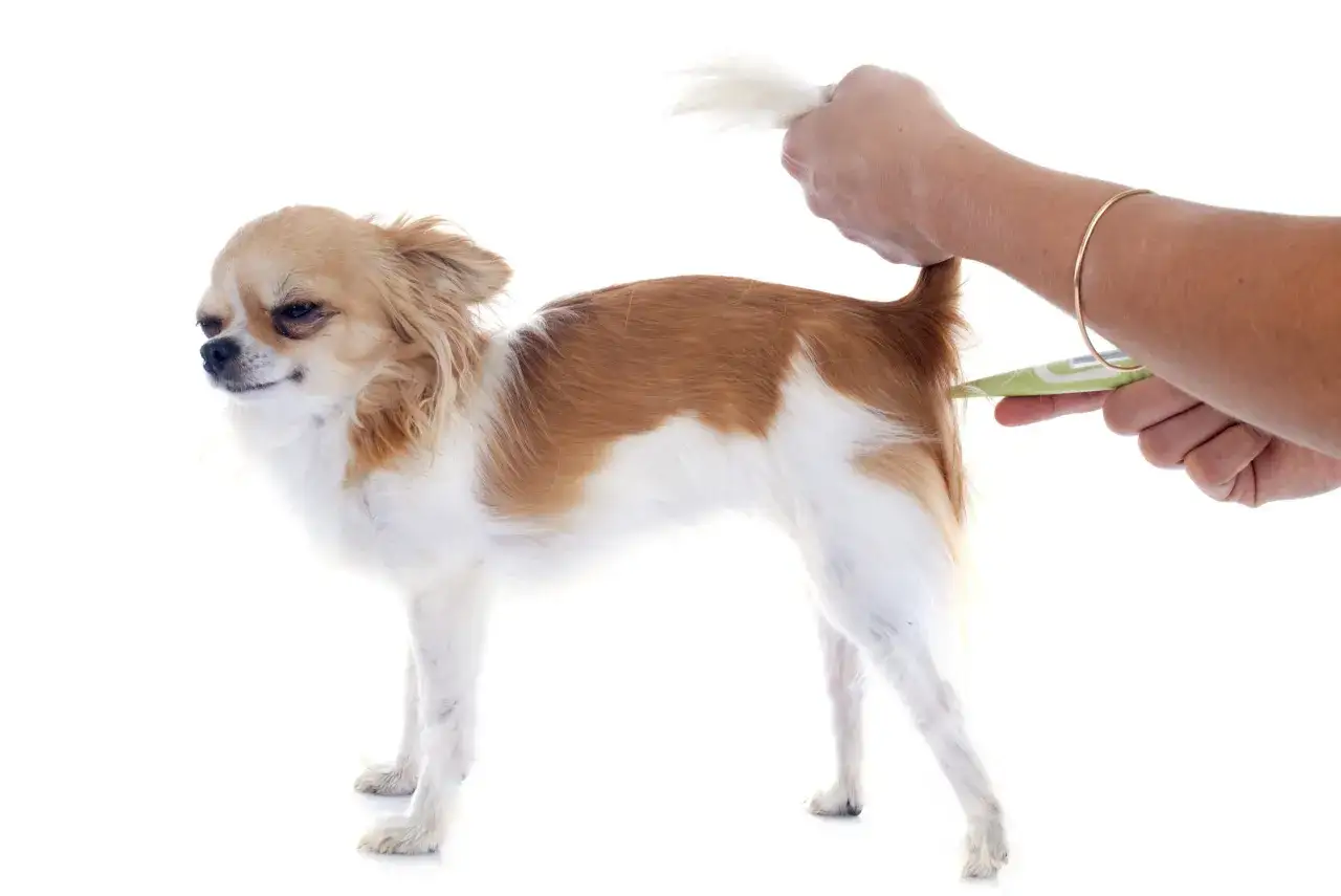 Chihuahua mierzy temperaturę. Dowiedz się, jaka temperatura dla psa w domu jest optymalna, by czuł się komfortowo.