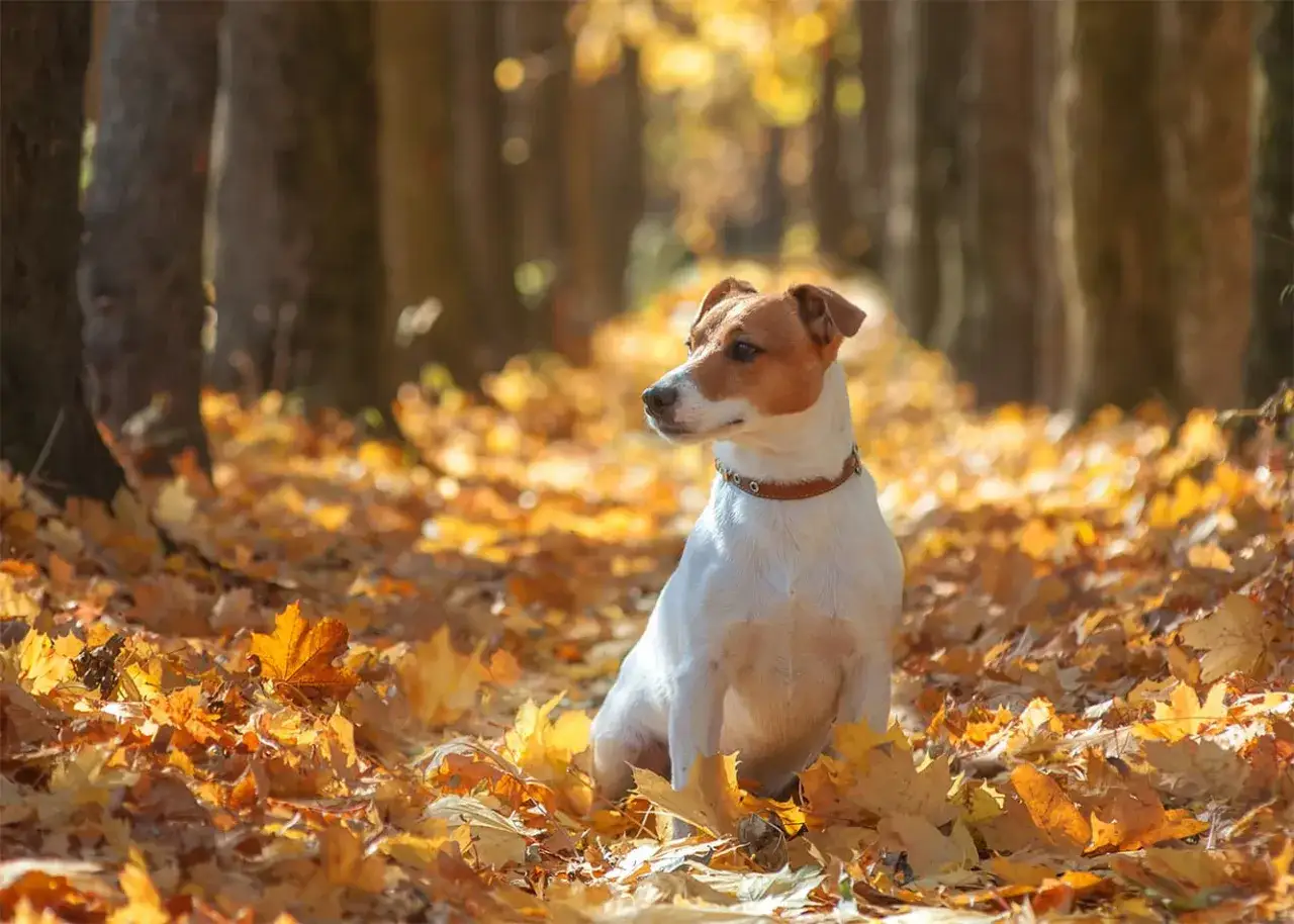 Jesienny spacer z psem wśród liści. Czy pies może jeść kasztany? Ten uroczy Jack Russell Terrier siedzi w złotym dywanie liści, zastanawiając się nad jesiennymi przysmakami.