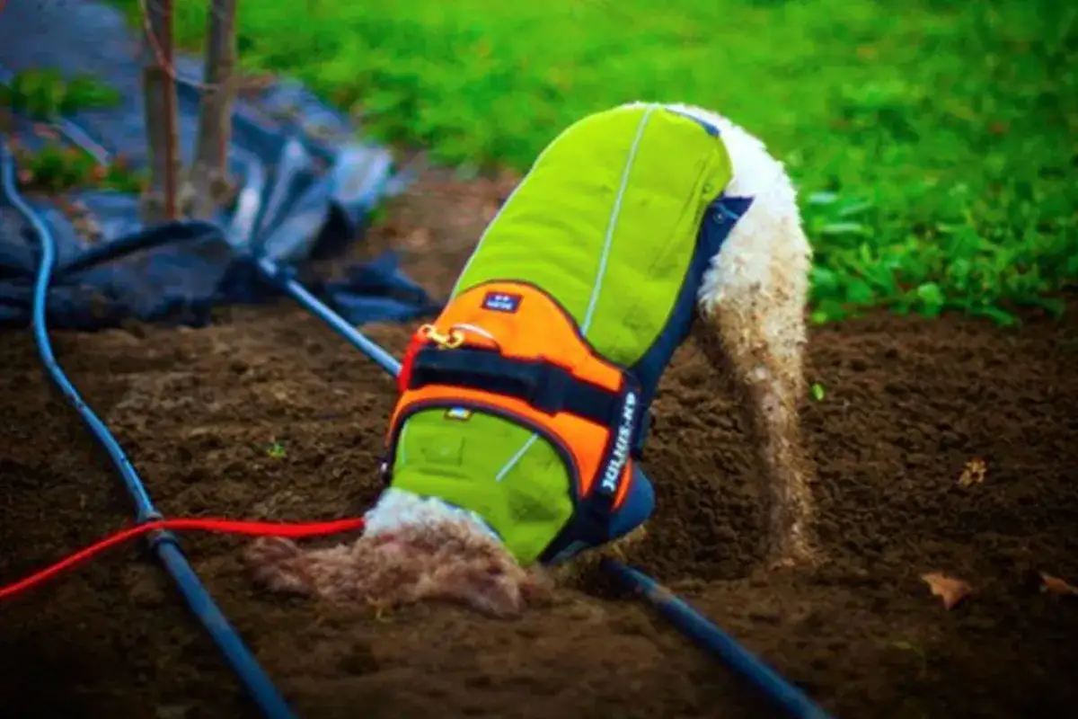 Lagotto romagnolo charakter: pies w kamizelce kopie w ziemi, wiercąc nosem.
