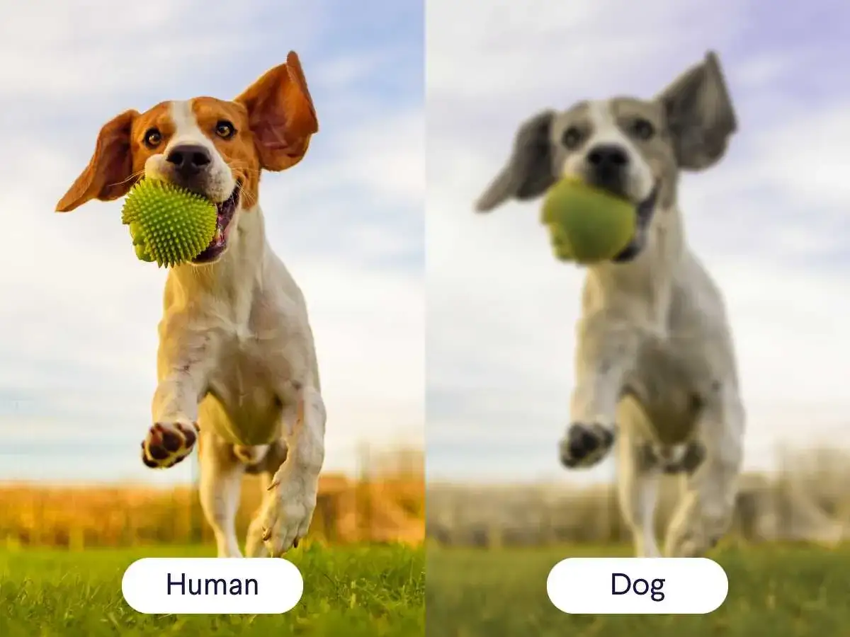 Por&oacute;wnanie ostrości widzenia: pies widzi człowieka jako rozmazany kształt, podczas gdy człowiek widzi psa wyraźnie.
