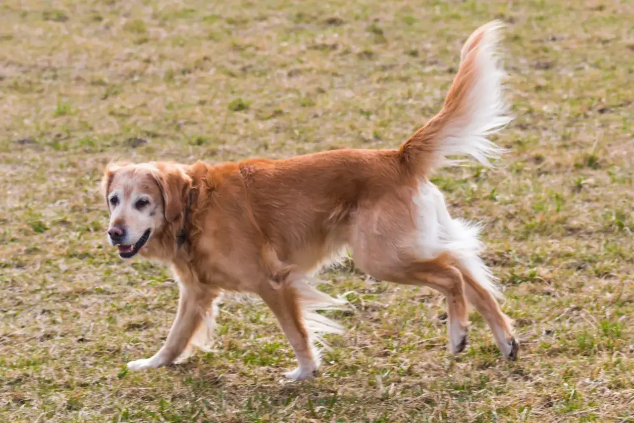 Złocisty golden retriever biegnie po trawie, jego długie, falujące włosy unoszą się w powietrzu.