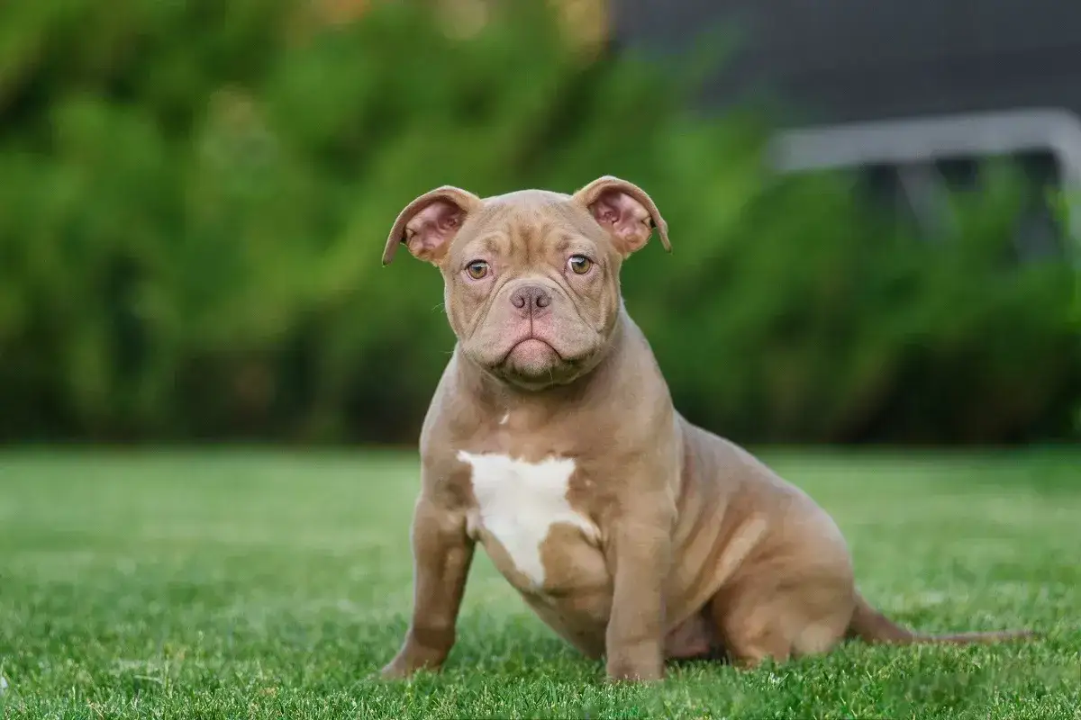 Młody american bully o łagodnym spojrzeniu, siedzący na trawie. Jego charakter to odwaga i przywiązanie.