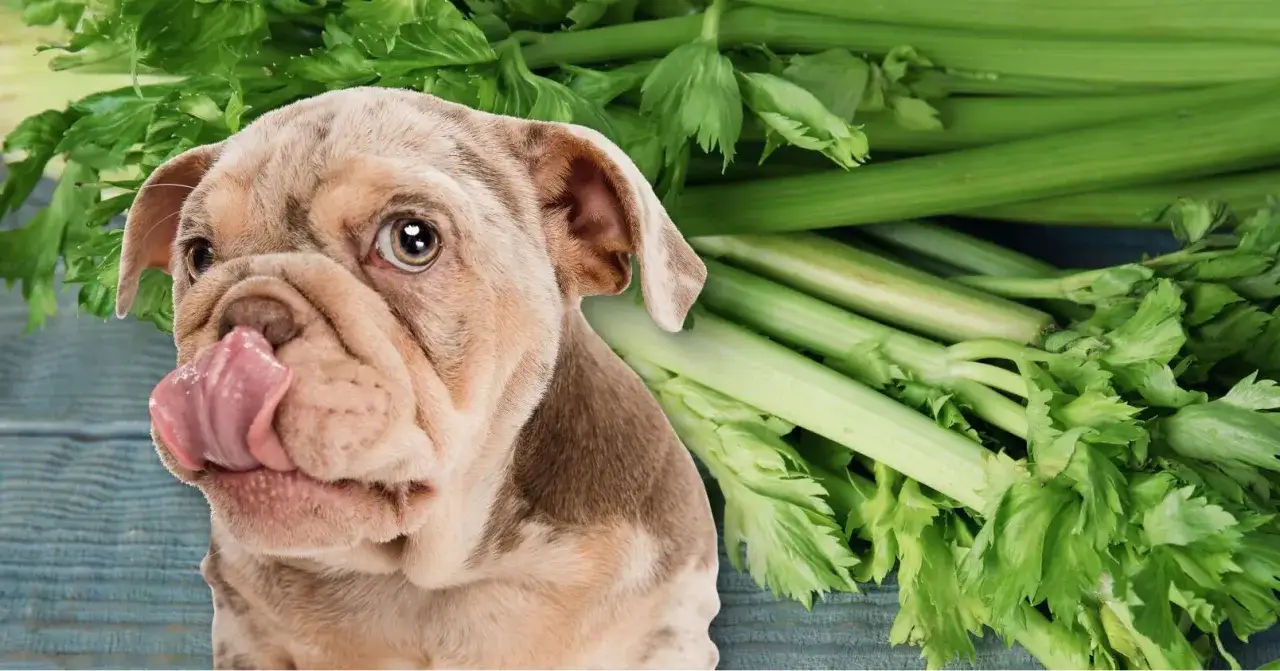 Słodki buldog z językiem na wierzchu obok pęczka selera. Czy pies może jeść seler? Ten maluch wygląda, jakby chciał się przekonać!