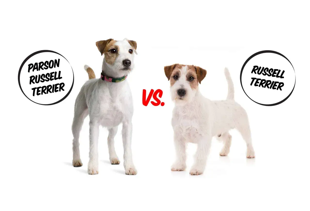 Parson Russell Terrier i Jack Russell Terrier – porównanie dwóch ras psów. Różnice w budowie i wyglądzie.