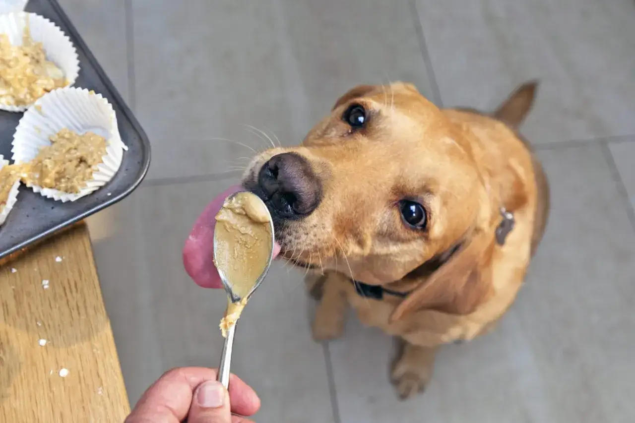 Labrador z językiem na łyżce z masłem orzechowym. Czy psy mogą jeść masło orzechowe? Tak, ale z umiarem i bez ksylitolu.