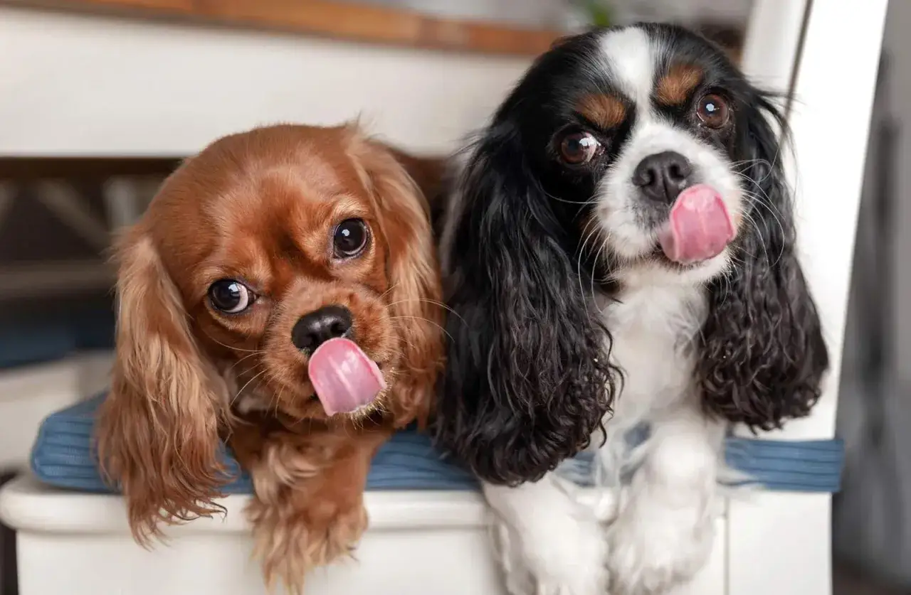 Dwa urocze Cavalier King Charles Spaniel, znane ze spokojnych ras psów, oblizują się, patrząc w obiektyw.