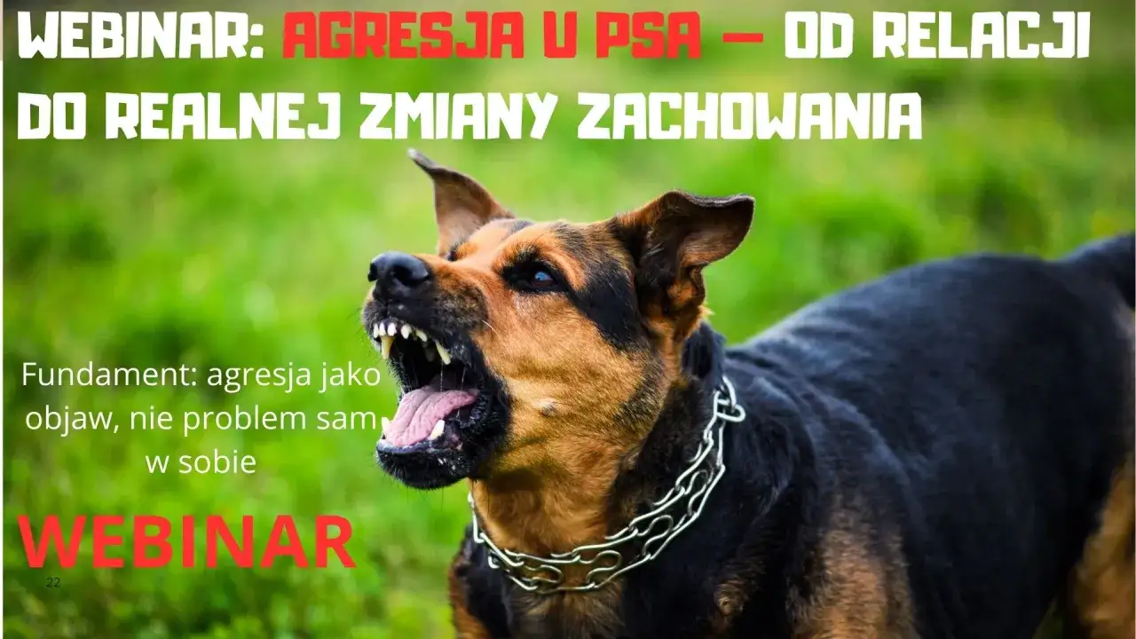 Agresywny pies warczy, pokazując zęby. Webinar o tym, jak karać psa za agresję, skupia się na zrozumieniu przyczyn zachowania.