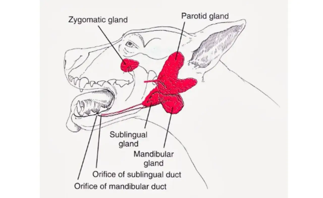 Anatomia ślinianek psa, kluczowa dla zrozumienia, jak leczyć torbiel ślinianki u psa. Widoczne gruczoły: przyuszny, podjęzykowy, żuchwowy, jarzmowy.
