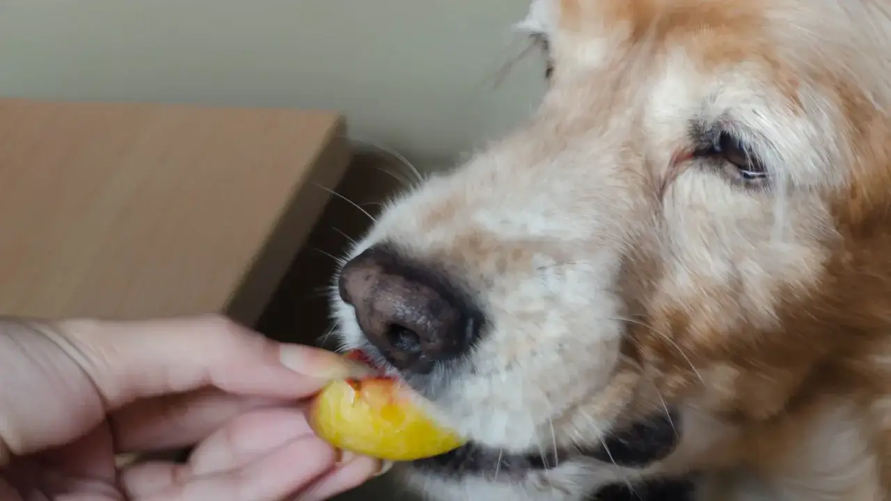 Czy pies może jeść brzoskwinie? Złoty retriever z apetytem gryzie kawałek owocu podany mu przez człowieka.