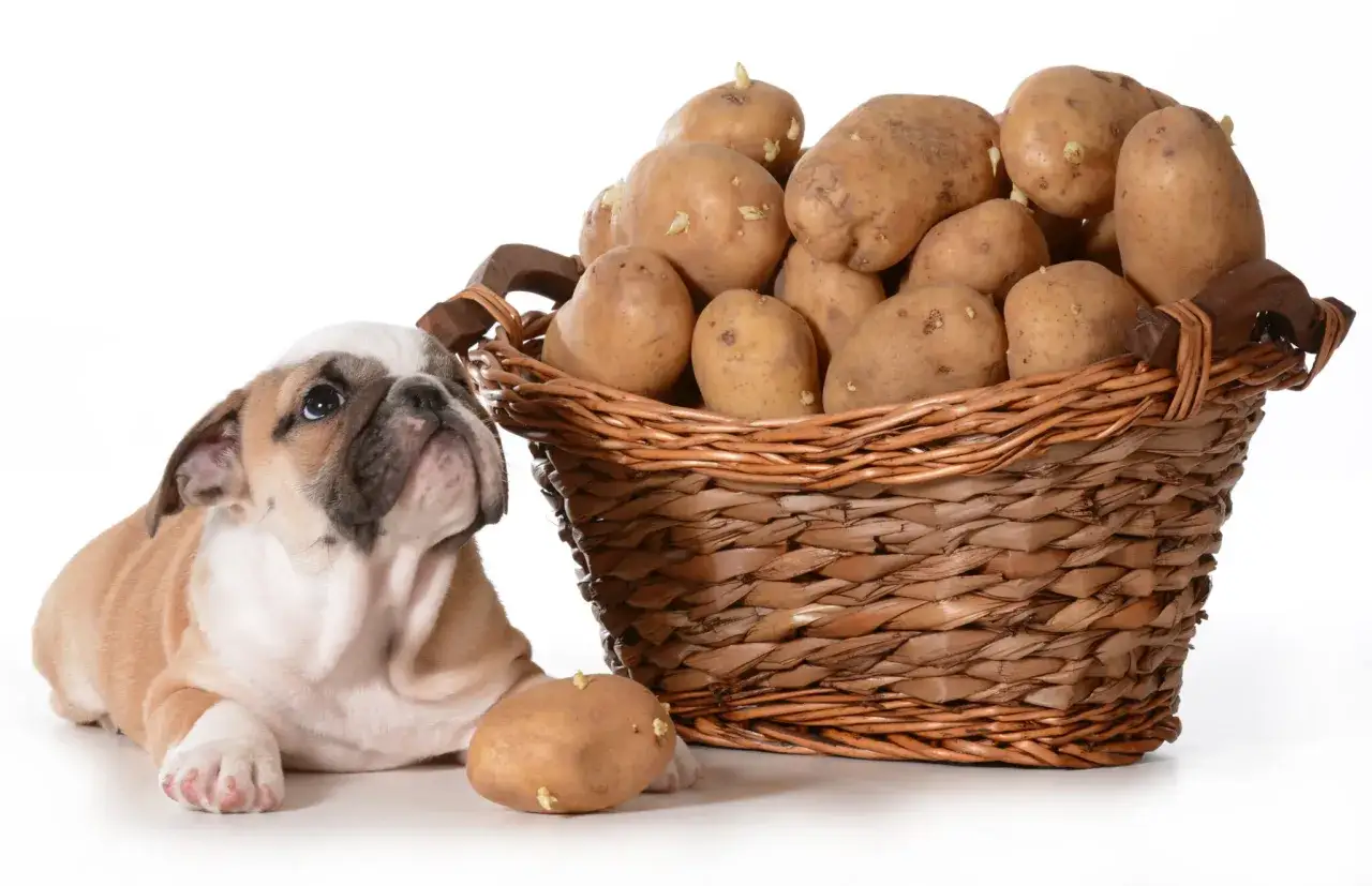 Uroczy buldog francuski leży obok koszyka pełnego ziemniaków. Jeden ziemniak leży przed psem, jakby pies zjadł surowego ziemniaka.