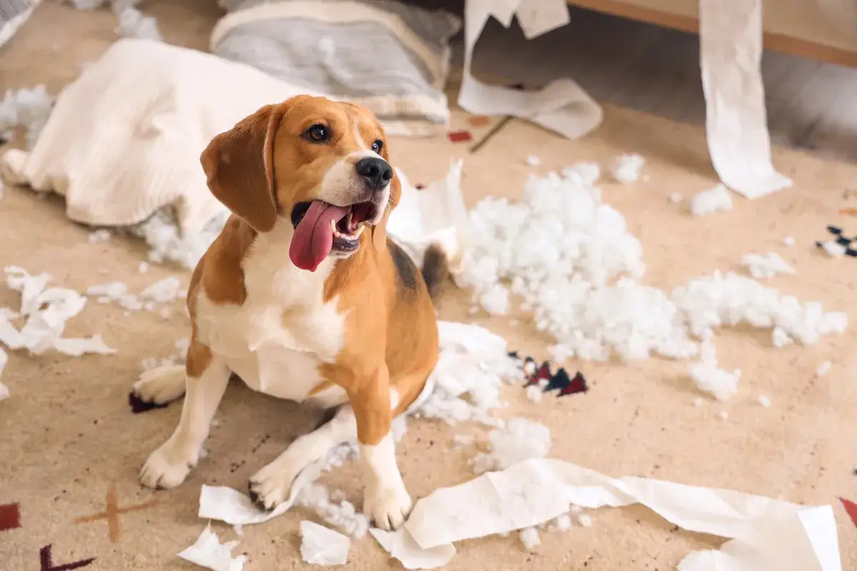 Rozrzucony papier i wypełnienie poduszki na dywanie. Czy lęk separacyjny u psa mija? Ten beagle wygląda na zadowolonego z bałaganu.