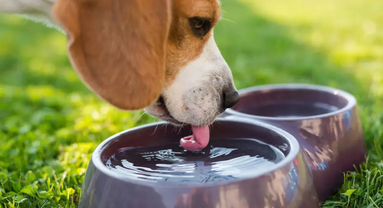 Beagle pije wodę z miski. Od kiedy szczeniaki mogą pić wodę? Od pierwszych dni życia, gdy tylko zaczną jeść stałe pokarmy.