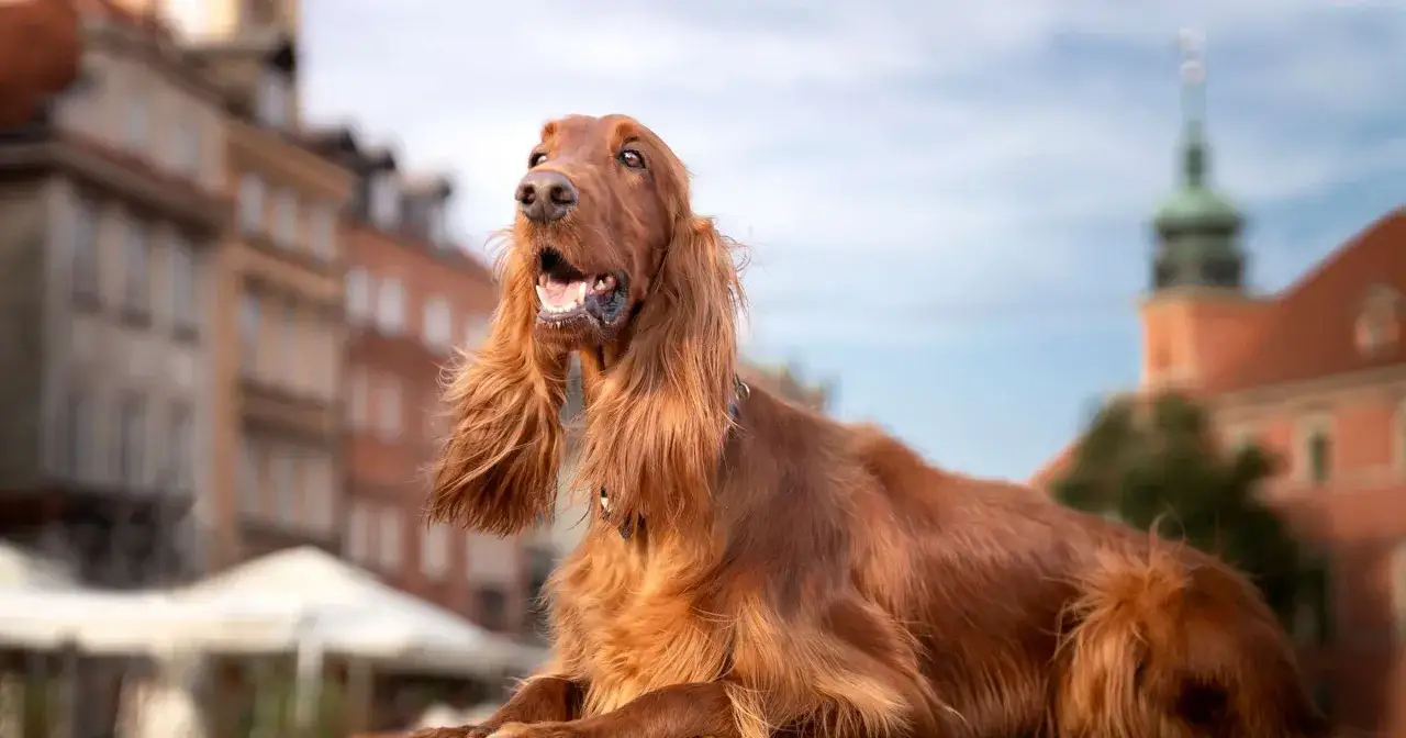 Rudy Irish Setter z długimi uszami, idealny jako jaki pies do mieszkania w bloku, siedzi na tle miejskiej zabudowy.