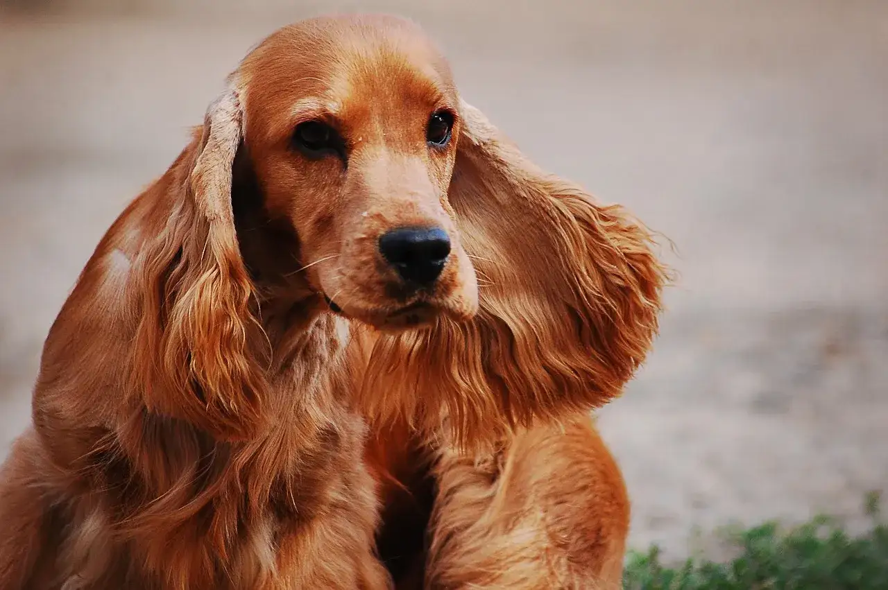 Cocker spaniel angielski usposobienie: łagodny, przyjazny pies o pięknej, falistej sierści.