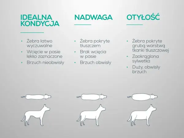 Jak odchudzić psa? Porównanie sylwetek: idealna kondycja, nadwaga, otyłość. Wskazówki dotyczące oceny budowy ciała psa.