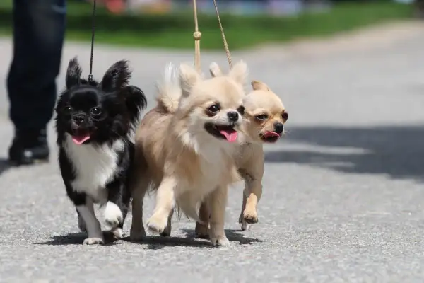 Trzy urocze psy do towarzystwa, chihuahua, biegną razem na smyczach.