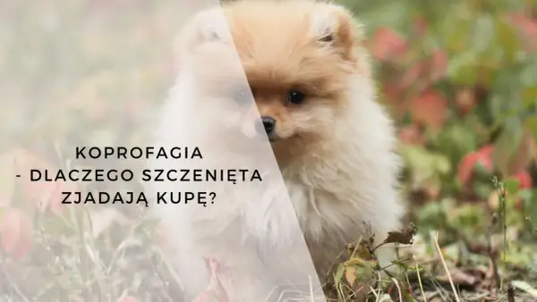 Uroczy szpic pomeranian i tekst: "Kopofagia - dlaczego szczenięta zjadają kupę?".