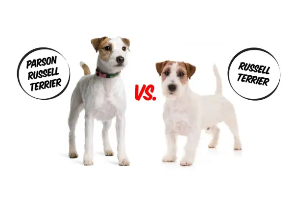 Parson Russell Terrier vs. Jack Russell Terrier: porównanie dwóch ras psów. Różnice w budowie i wyglądzie.