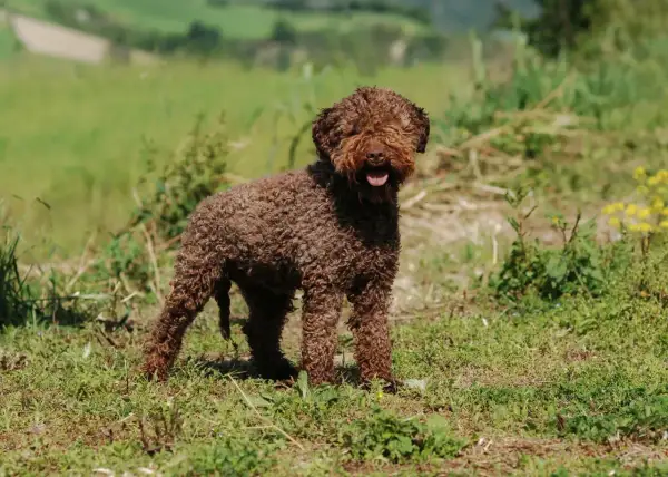 Brązowy lagotto romagnolo z kręconą sierścią, radosny, wesoły, w trawie.