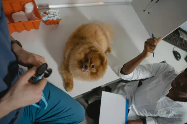 Pomeranian na stole weterynaryjnym, weterynarz sprawdza, ile pies może nie jeść.