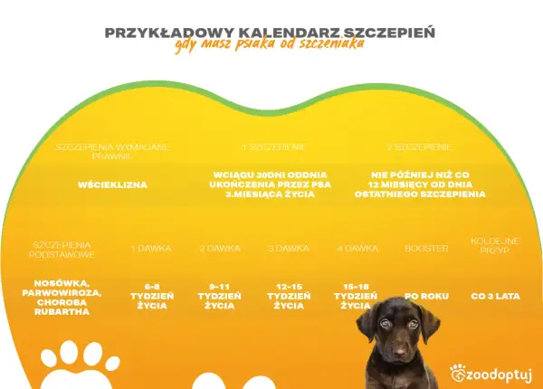 Kalendarz szczepień dla szczeniaka: obowiązkowe, podstawowe i przeciw wściekliźnie. Zapobiegaj chorobom jak parwowiroza.