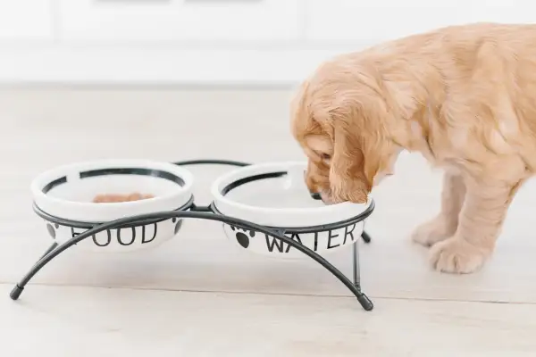 Słodki szczeniak golden retriever pije wodę z miseczki. Od kiedy szczeniaki mogą pić wodę? Od zawsze, gdy tylko zaczną jeść stałe pokarmy!
