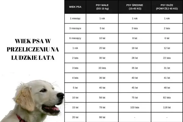 Tabela wieku psa w przeliczeniu na ludzkie lata. Kiedy pies jest seniorem, jego wiek w ludzkich latach zależy od jego wielkości.
