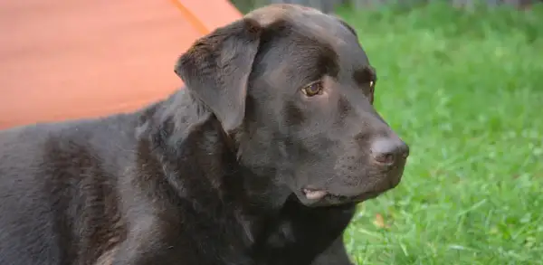 Czekoladowy labrador leży na trawie. Czy labradory są agresywne? Ten łagodny piesek zaprzecza tej teorii.