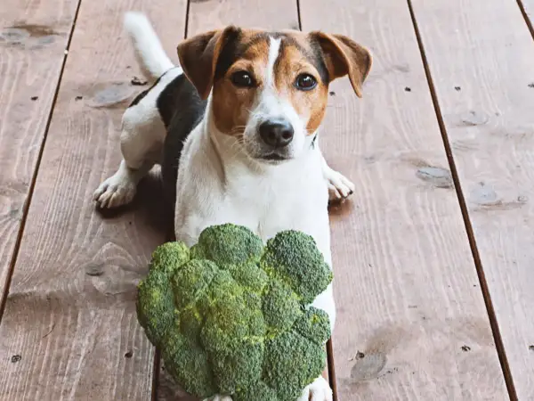 Jack Russell z zaciekawieniem patrzy na brokuły. Czy pies może jeść brokuły? Ten psiak wygląda, jakby chciał się przekonać.