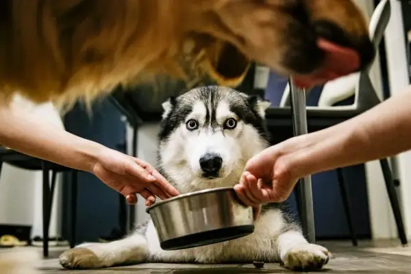 Siberian husky z niebieskimi oczami czeka na laremid dla psa. Dwie ręce trzymają miskę, a nad nim wisi inny pies.