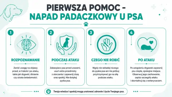 Jak wygląda atak epilepsji u psa: rozpoznawanie, podczas ataku, czego nie robić i po ataku. Poradnik pierwszej pomocy.