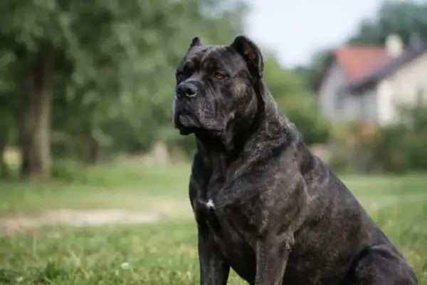 Potężny pies rasy Cane Corso siedzi na trawie. Zastanawiasz się, cane corso ile żyje? Średnio 10-12 lat.
