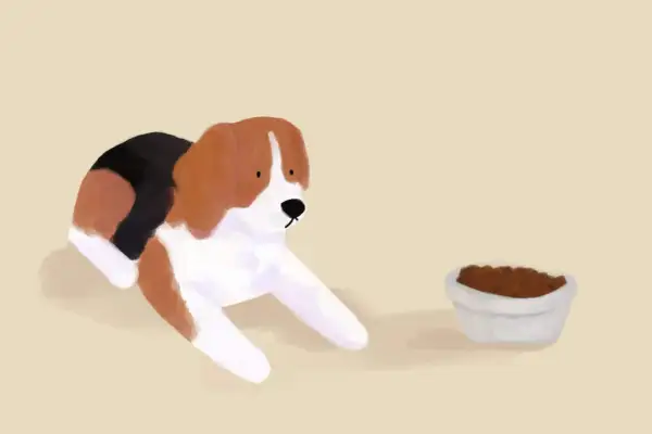 Smutny beagle leży obok miski z karmą, zastanawiając się, dlaczego pies nie chce jeść suchej karmy. Może woli coś innego?