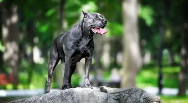 Potężny pies rasy cane corso z charakterystycznymi, lekko stojącymi uszami, stoi na skale w parku.