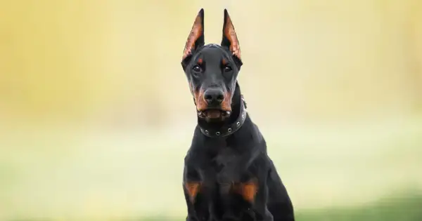 Doberman z postawionymi uszami, które nie są poddane obcinaniu uszu psom.