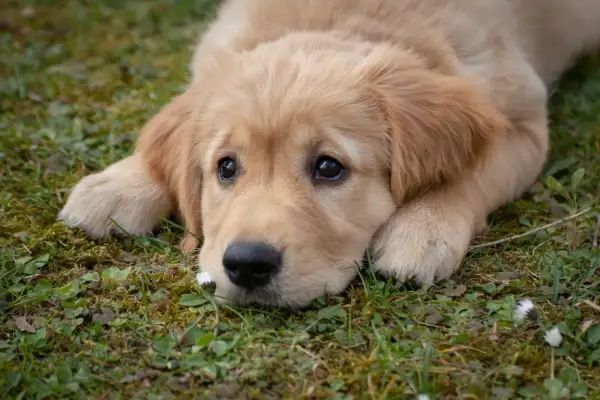 Uroczy szczeniak golden retriever leży na trawie, obok małego kwiatka. To idealny moment, by poznać ciekawostki o psach!