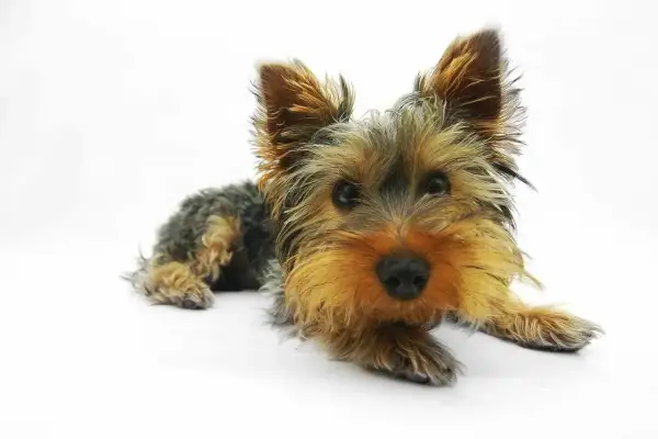 Mały yorkshire terrier leży na białym tle, jego oczy są szeroko otwarte, jakby przeżywał atak paniki u psa.