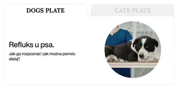 Pies z refluksem na stole weterynaryjnym. Domowe sposoby na refluks u psa i jak mu pomóc dietą.