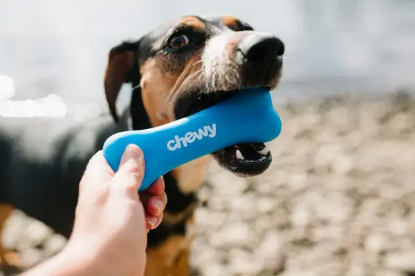 Pies z zapałem gryzie niebieską zabawkę w kształcie kości z napisem "chewy". To świetna alternatywa, jeśli zastanawiasz się, jakie kości mogą jeść psy.