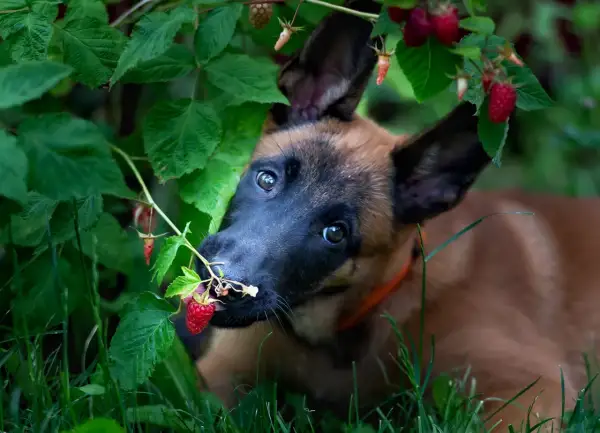 Szczeniak belgijskiego owczarka malinois próbuje maliny prosto z krzaka, zastanawiając się, czy psy mogą jeść maliny.