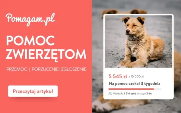 Pomoc dla zwierząt na Pomagam.pl. Zgłoś przypadek porzucenia lub przemocy. Pies czekał na pomoc 3 tygodnie.
